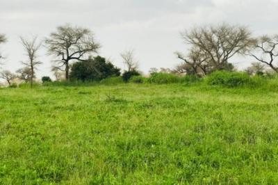 Terrain de 2,39 hectares vers Touba Toul