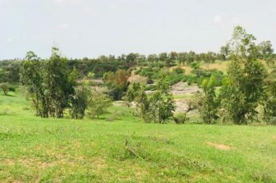 Terrain de 6,4 hectares vers Diokoul Diawrigne