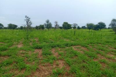 Terrain de 7089 m² vers Dalla Ngabou