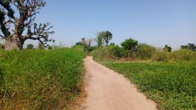 Terrain 1 hectare à vendre à Louly Sénégal
