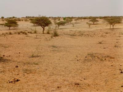 Terrain Agricole de 10 Ha vers Thiéppe – Kébé